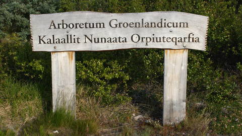 نارسارسواك